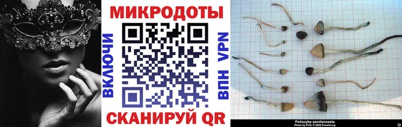 Галлюциногенные грибы Psilocybe Чаплыгин